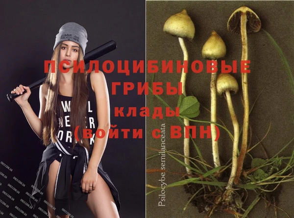 прущие грибы Дмитровск