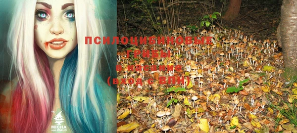 прущие грибы Дмитровск